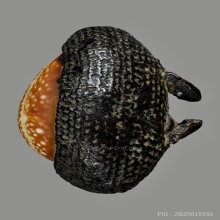 เบี้ยแก้หลวงพ่อภักดิ์ วัดโบสถ์ 