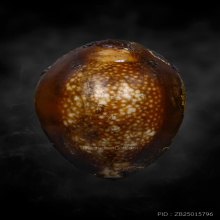 เบี้ยแก้หลวงพ่ออ่อน วัดเขีบน