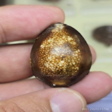 เบี้ยแก้หลวงพ่ออ่อน วัดเขีบน