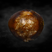 เบี้ยแก้หลวงพ่ออ่อน วัดเขีบน