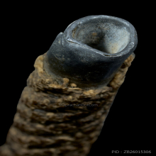 ตะกรุดสาลิกาปู่ศุข วัดปากคลองมะขามเฒ่า