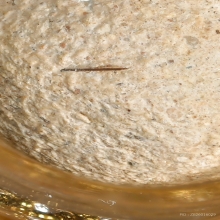 “ลูกอมมหาเสน่ห์มีเส้นเกศาหลวงพ่อ“หลวงพ่อสงวน ไผ่พันมือ