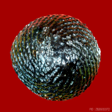 เบี้ยแก้หลวงปู่เจือ ยุคต้น วัดกลางบางแก้ว นครปฐม