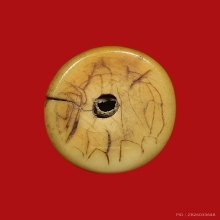 เสือหลวงพ่อปาน หุบปาก 