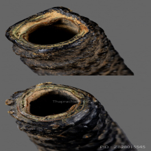 หลวงพ่อเทียม วัดกษัตราธิราช จ.อยุธยา