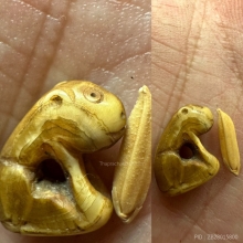 เสือหลวงพ่อปาน วัดมงคลโคธาวาส (ขนาดข้าวสาร) 