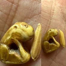 เสือหลวงพ่อปาน วัดมงคลโคธาวาส (ขนาดข้าวสาร) 