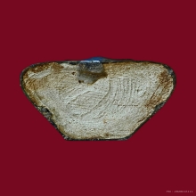 กุมารทองเจริญลาภ หลวงปู่แย้ม วัดสามง่าม พิมพ์ใหญ่