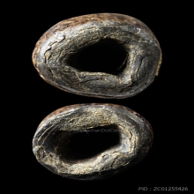 +บัตรสมาคม ตะกรุดจันทร์เพ็ญดอกยาว หลวงปู่ศุข