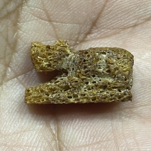 เสือ..กรามช้างน้ำ..หลวงปู่ทิม วัดละหารไร่