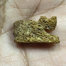 เสือ..กรามช้างน้ำ..หลวงปู่ทิม วัดละหารไร่