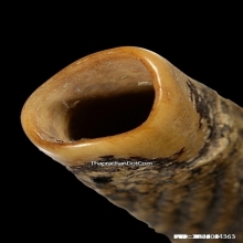 ตะกรุดกระดูกห่านเก้ายอด หลวงพ่อหรุ่น วัดอัมพวัน