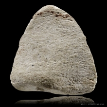 หลวงปู่ทวด วัดปราสาท พิมพ์อาปาเช่ เนื้อขาว หายาก