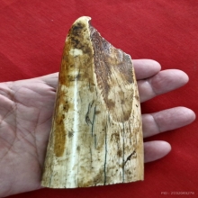 งากำจัด งากระเด็น เครื่องรางทนสิทธิ์มีฤทธิ์ในตัว 