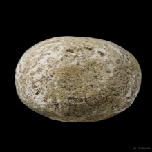 ลูกอมมหากัณฑ์หลวงพ่อคง วัดบางกะพ้อม พร้อมบัตรสมาคม