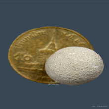 ลูกอมผง หลวงพ่อสงวน วัดไผ่พันมือ