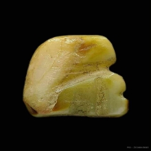 เสือหลวงพ่อหมุน