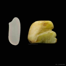 เสือหลวงพ่อหมุน