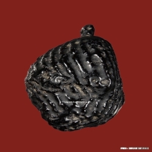 เบี้ยแก้หอยโข่งหลวงปู่เอี่ยม วัดหนัง