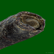 ตะกรุดพอกครั่งหลวงพ่อทองสุข วัดโตนดหลวง