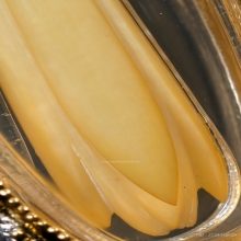 “ดอกจำปีสวยแชมป์”หลวงพ่อสด ปากน้ำ(ขนาดเล็ก)