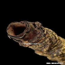 ตะกรุดหลวงพ่อกลั่น วัดพระญาติ จ.อยุธยา