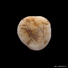 เสือหลวงพ่อแตง วัดอ่างศิลา จ.ชลบุรี