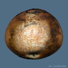 1ในเบญจเครื่องราง...เบี้ยแก้หลวงพ่อคำ วัดโพธิ์ปล้ำ+บัตรสมาคม