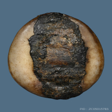 1ในเบญจเครื่องราง...เบี้ยแก้หลวงพ่อคำ วัดโพธิ์ปล้ำ+บัตรสมาคม