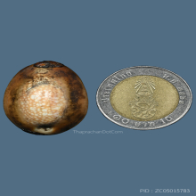 1ในเบญจเครื่องราง...เบี้ยแก้หลวงพ่อคำ วัดโพธิ์ปล้ำ+บัตรสมาคม