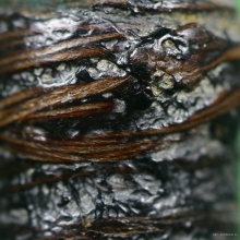 ตะกรุดมหาปราบ หลวงปู่ยิ้ม วัดหนองบัว