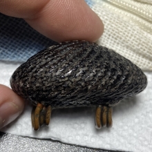 เบี้ยแก้หลวงปู่เพิ่ม วัดกลางบางแก้ว