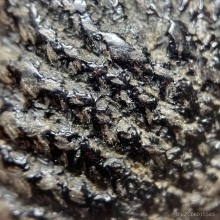 เบี้ยแก้หลวงปู่เพิ่ม วัดกลางบางแก้ว