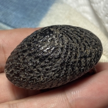 เบี้ยแก้หลวงปู่เพิ่ม วัดกลางบางแก้ว