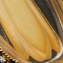 “ดอกจำปีสวยแชมป์”หลวงพ่อสด ปากน้ำ(ขนาดเล็ก)