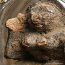 “นางกวักไม้โพธิ์”หลวงปู่บุญ กลางบางแก้ว