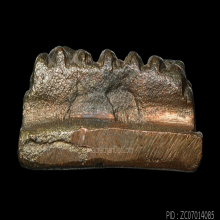 หลวงปู่ทวด พิมพ์หลังเตารีด รุ่นทูลเกล้า ปี 2530 พระหายาก