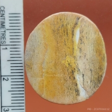 จิ้งจกงาแกะ 3 เกี้ยว