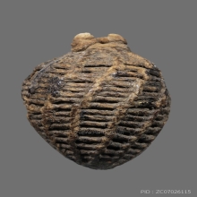 หมากทุยหลวงปู่เอี่ยม วัดหนัง