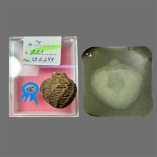 เบญจภาคี เสือมหาอำนาจ หน้าแมวใจดีมีแต่ลาภ