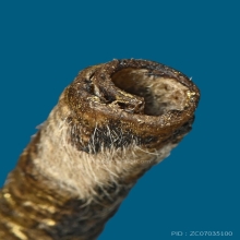 ตะกรุดหนังเสือ 