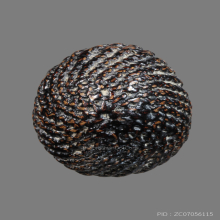 ยุคต้น  เบี้ยแกหลวงปู่เจือ วัดกลางบางแก้ว