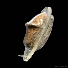 ปลัดขิกเนื้อผงหลวงพ่อสงวน วัดไผ่พันมือ