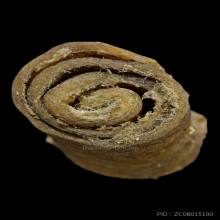 ตะกรุดหนังเสือ