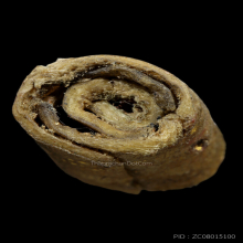 ตะกรุดหนังเสือ