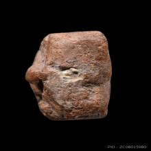 ปลาหมอ หลวงพ่อปาน วัดบางนมโค