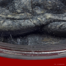 พระปิดตากนกข้าง หลวงปู่โต๊ะวัดประดู่ฉิมพลี ตะกรุดคู่