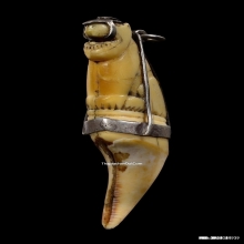 เขี้ยวเสือหลวงพ่อนก วัดสังกะสี ยุคต้นเก่ามาก