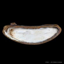 พระบูชา​พิมพ์ปางมารวิชัย​ ​ (พระสวย) หลวงปู่ดู่ วัดสะแก