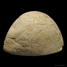 พระปิดตาแข้งหมอน หลวงปู่เหรียญ วัดหนองบัว